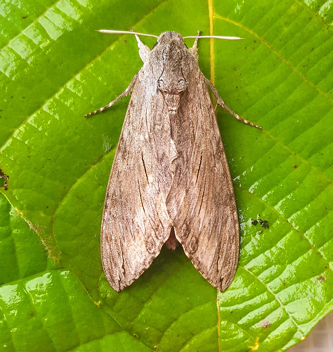 Convolvulus Hawkmoth