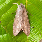 Convolvulus Hawkmoth