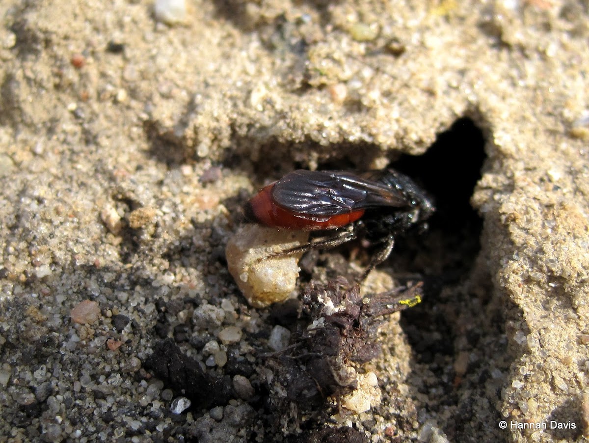 Sphecodes sp.