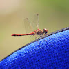 Common darter