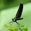 Ebony Jewelwing Damselfly (Female)