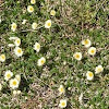 Mountain Avens