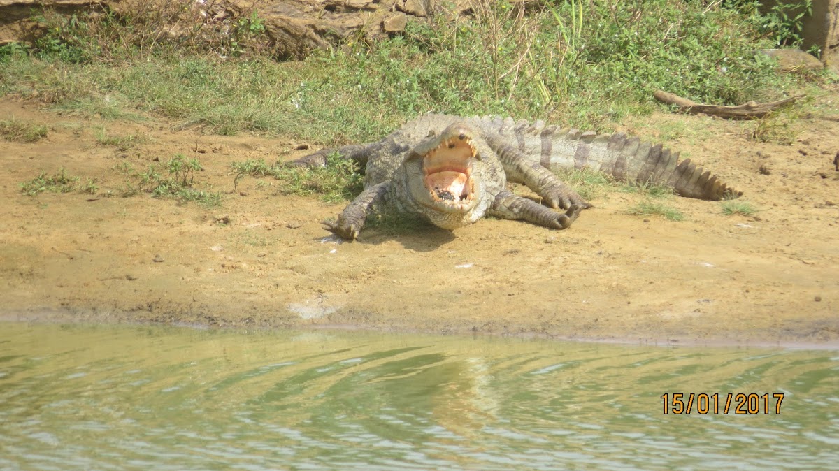 Mugger Crocodile