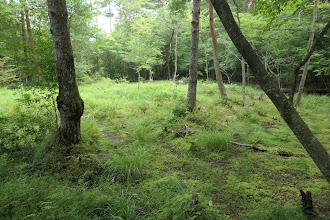 伊勢神湿原は荒れている