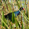 Purple Gallinule