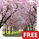 Cherry Blossom Wallpaper HD Custom New Tab