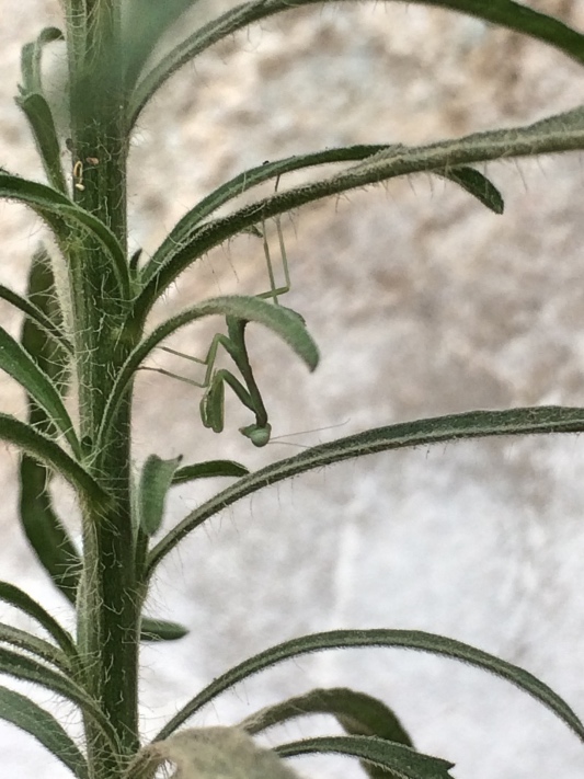 Baby of the Giant African Mantis