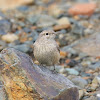 Rock Wren