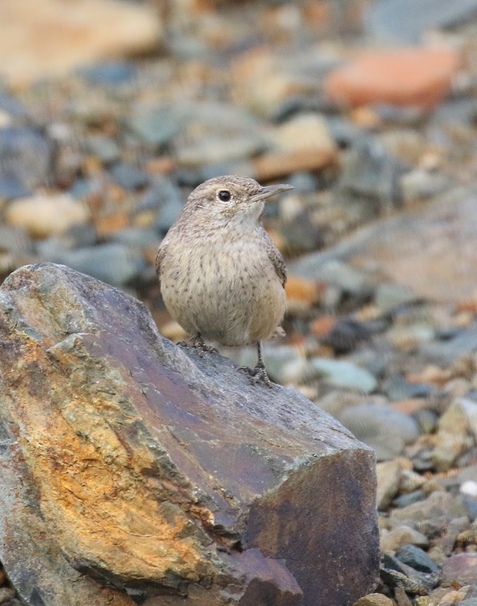 Rock Wren