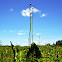 Prairie Dock