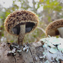 Lentinus Mushroom