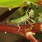 Short-winged Rice Grasshopper