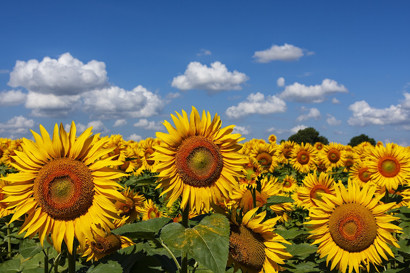 Girasoli e nuvole di Bitop62