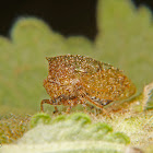 Treehopper