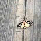 Harnessed Tiger Moth