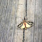 Harnessed Tiger Moth