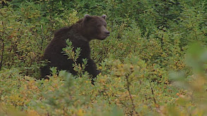 Brown Bear thumbnail