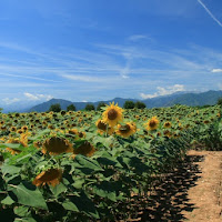 Seguendo il sole di 