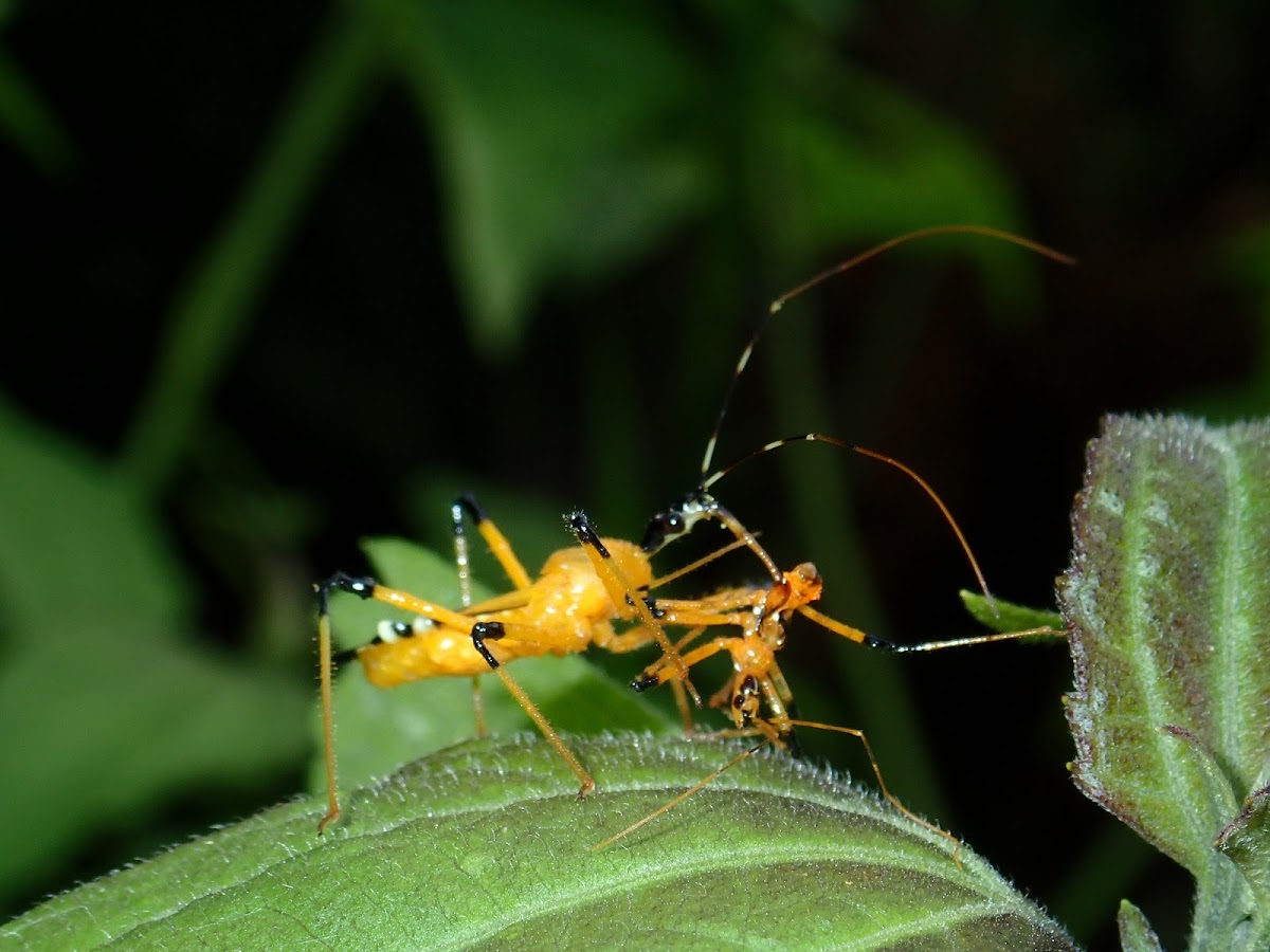 Assassin Bug