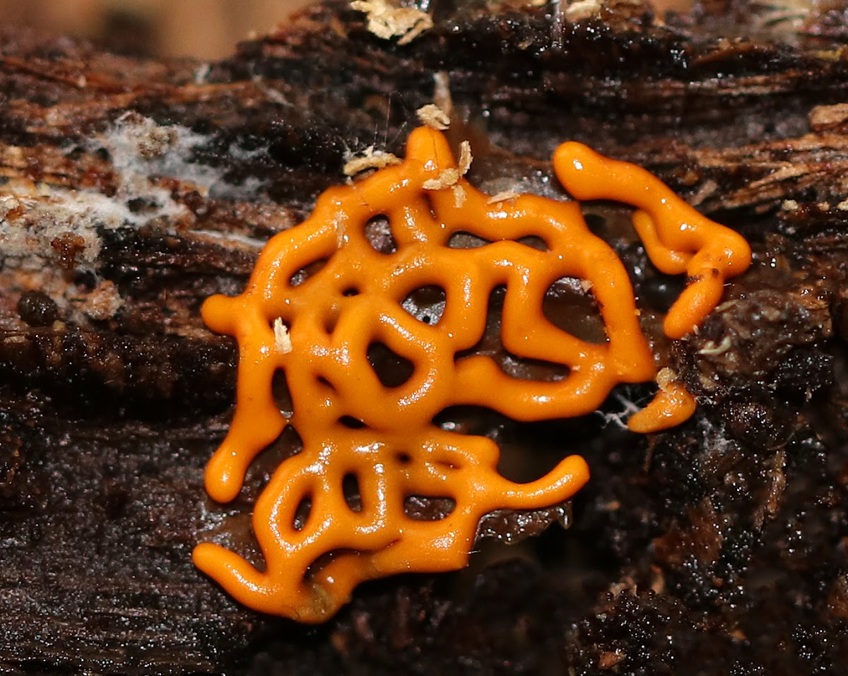 Pretzel Slime Mold