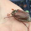 Common European Cockchafer