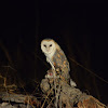 Barn owl