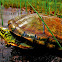 Turtle from amazon savanna