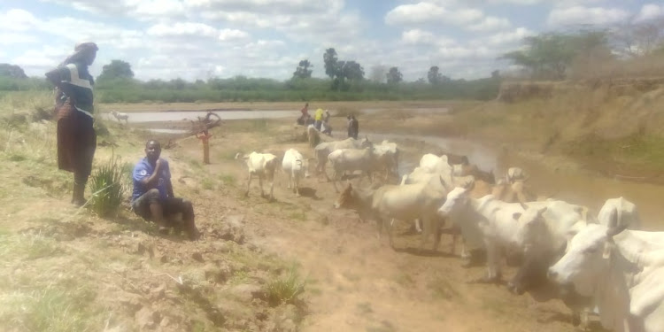 Farmers and animals at the banks of a river in Garsen which is slowly drying up