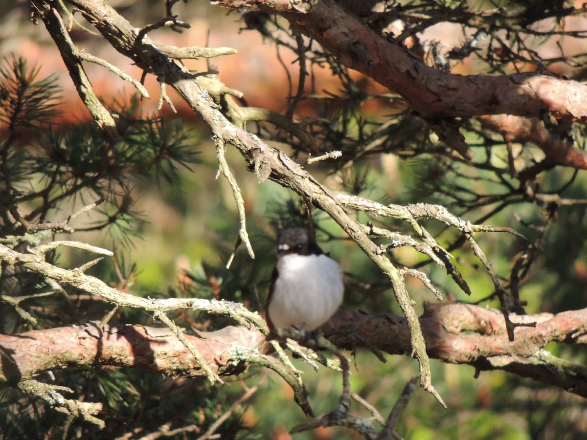 European Pied Flycatcher