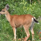 Columbian black-tailed deer