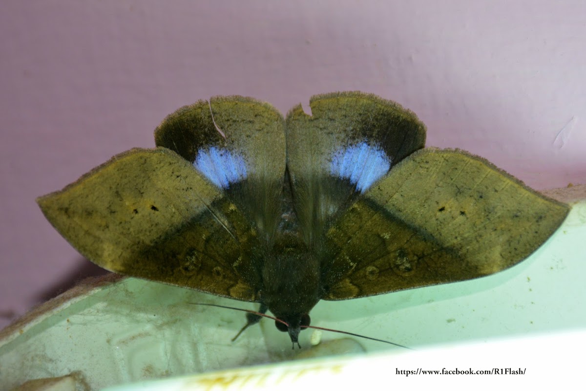 Ischyja manlia - Female Moth