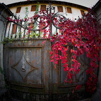 Red foliage  di utente cancellato