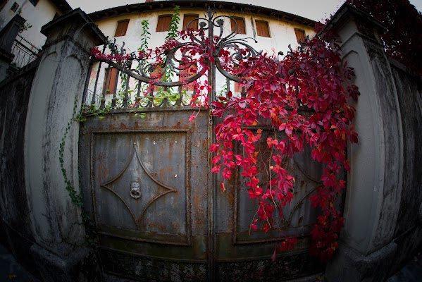 Red foliage  di Matteo Faliero 