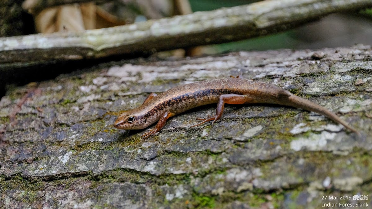 Indian Forest Skink 銅蜓蜥