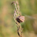 Cross Spider