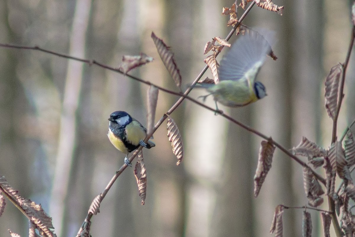 Great tit