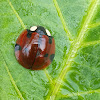 Lady Beetle