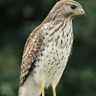 Red-shouldered Hawk