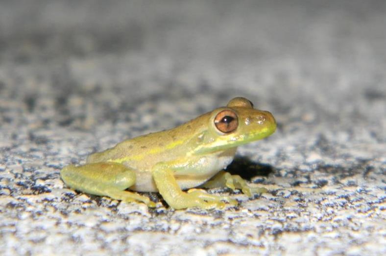 Cuban Treefrog (juvenile)