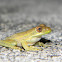 Cuban Treefrog (juvenile)