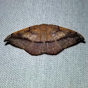 Juniper Twig Geometer