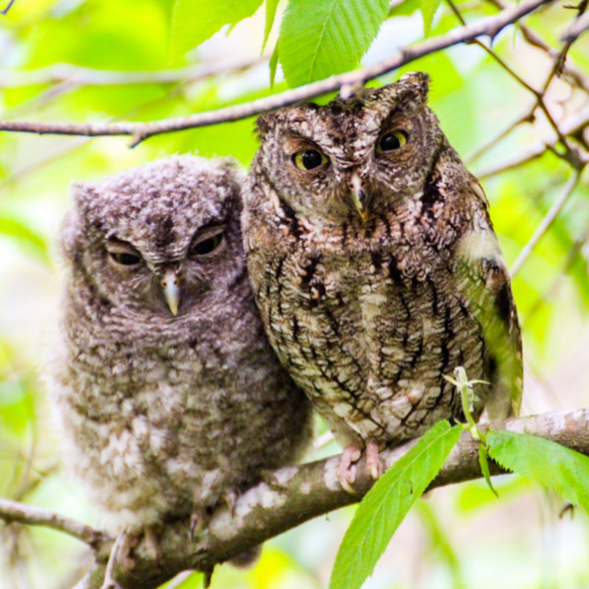 Bearded Screech Owl