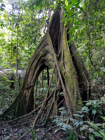 Bukit Repin via Janda Baik Big Tree