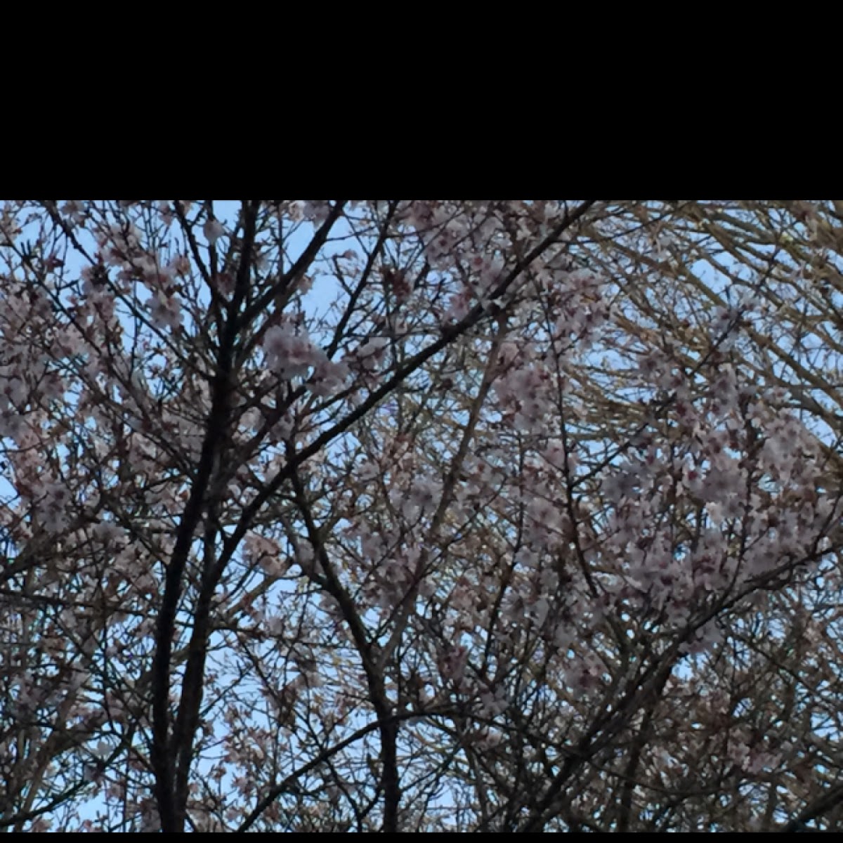 Ornamental Cherry