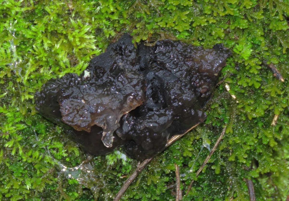 Witches' Butter