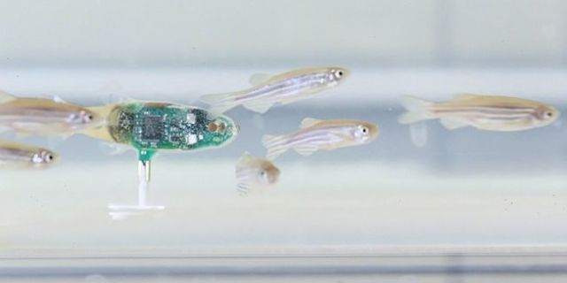 Swiss Researchers Built a Robot Fish That Other Fish Will Follow