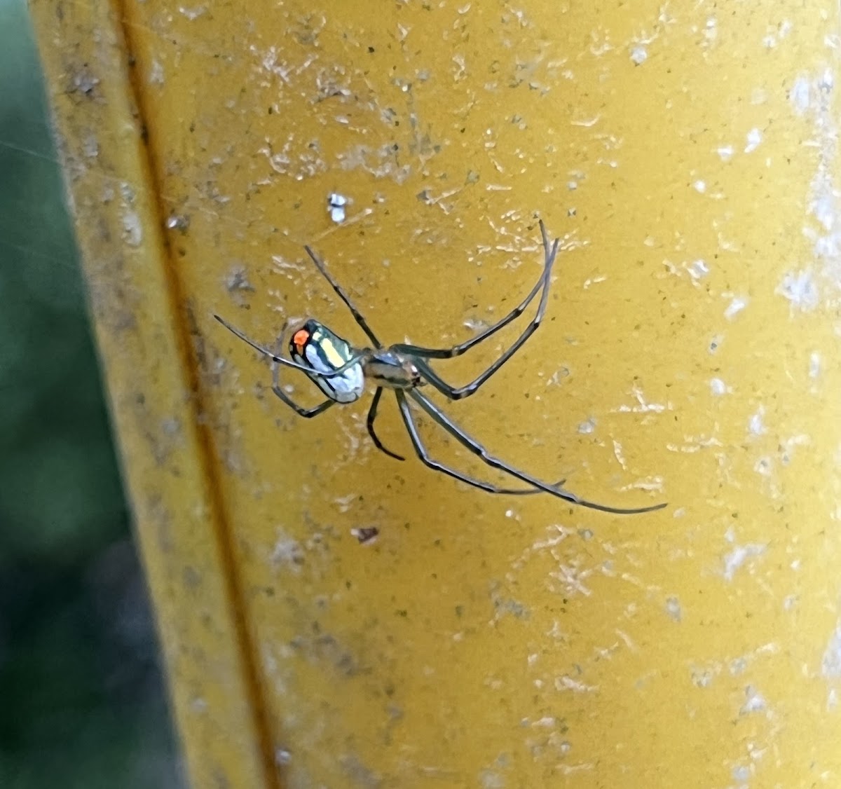 Mabel Orchard Orbweaver