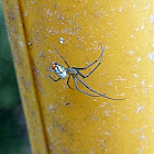 Mabel Orchard Orbweaver