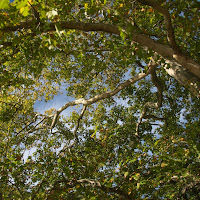 All'ombra di un grande albero di 