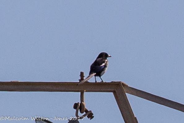 Magpie; Urraca